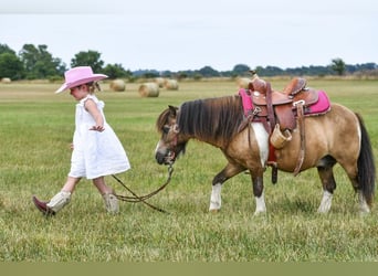 Altri pony/cavalli di piccola taglia, Castrone, 14 Anni, 89 cm, Pelle di daino