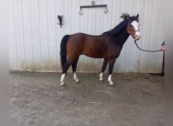 Altri pony/cavalli di piccola taglia, Castrone, 15 Anni, 125 cm, Baio