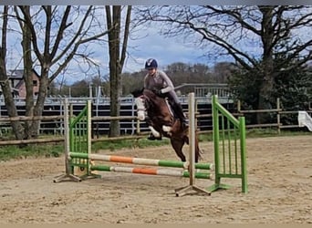 Altri pony/cavalli di piccola taglia, Castrone, 15 Anni, 125 cm, Baio