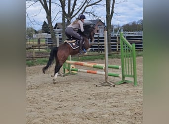 Altri pony/cavalli di piccola taglia, Castrone, 15 Anni, 125 cm, Baio