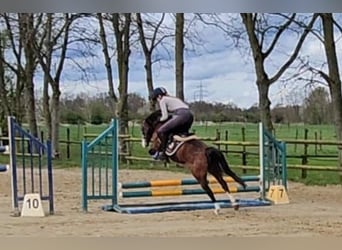 Altri pony/cavalli di piccola taglia, Castrone, 15 Anni, 125 cm, Baio