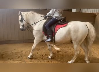 Altri pony/cavalli di piccola taglia Mix, Castrone, 15 Anni, 127 cm, Grigio