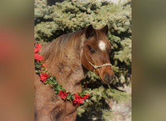 Altri pony/cavalli di piccola taglia, Castrone, 15 Anni, 127 cm, Roano rosso
