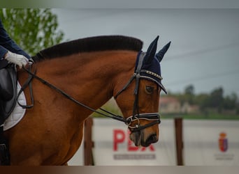 Altri pony/cavalli di piccola taglia, Castrone, 15 Anni, 140 cm, Baio