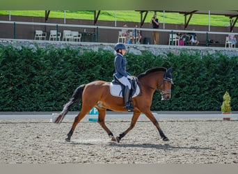 Altri pony/cavalli di piccola taglia, Castrone, 15 Anni, 140 cm, Baio