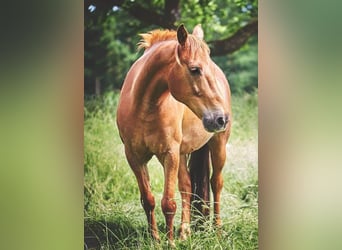 Altri pony/cavalli di piccola taglia, Castrone, 15 Anni, 145 cm, Sauro