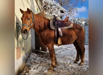 Altri pony/cavalli di piccola taglia, Castrone, 15 Anni, 145 cm, Sauro