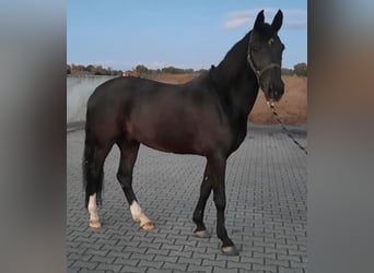 Altri pony/cavalli di piccola taglia Mix, Castrone, 15 Anni, 156 cm, Baio scuro