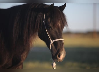 Altri pony/cavalli di piccola taglia, Castrone, 16 Anni, 122 cm, Morello
