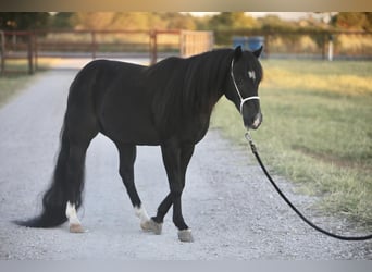 Altri pony/cavalli di piccola taglia, Castrone, 16 Anni, 122 cm, Morello