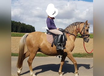 Altri pony/cavalli di piccola taglia, Castrone, 16 Anni, 126 cm, Falbo