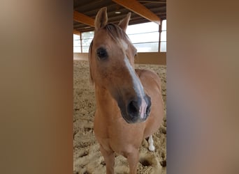 Altri pony/cavalli di piccola taglia, Castrone, 16 Anni, 126 cm, Falbo