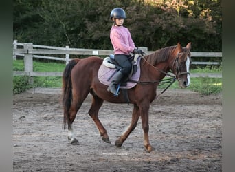 Altri pony/cavalli di piccola taglia Mix, Castrone, 16 Anni, 140 cm, Sauro scuro