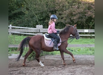 Altri pony/cavalli di piccola taglia Mix, Castrone, 16 Anni, 140 cm, Sauro scuro