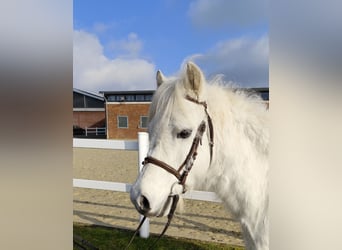 Altri pony/cavalli di piccola taglia, Castrone, 17 Anni, 124 cm, Grigio