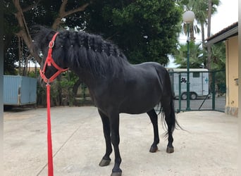 Altri pony/cavalli di piccola taglia Mix, Castrone, 17 Anni, 125 cm, Morello