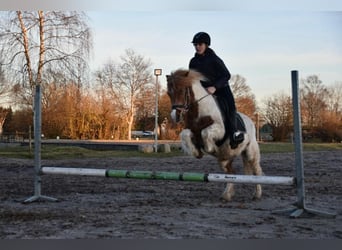 Altri pony/cavalli di piccola taglia, Castrone, 17 Anni, 128 cm, Pezzato