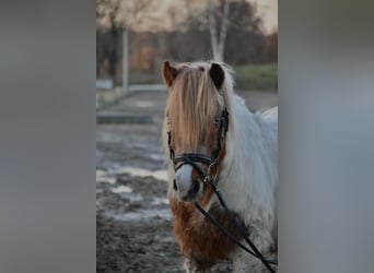 Altri pony/cavalli di piccola taglia, Castrone, 17 Anni, 128 cm, Pezzato