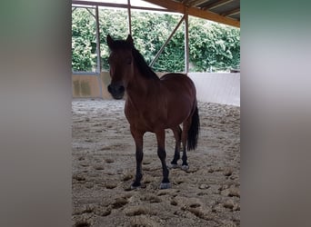 Altri pony/cavalli di piccola taglia, Castrone, 17 Anni, 135 cm, Baio