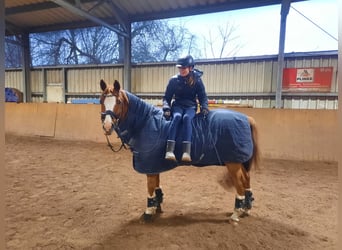 Altri pony/cavalli di piccola taglia, Castrone, 18 Anni, 147 cm, Sauro