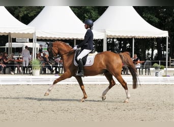 Altri pony/cavalli di piccola taglia, Castrone, 18 Anni, 147 cm, Sauro