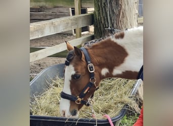 Altri pony/cavalli di piccola taglia, Castrone, 19 Anni, 130 cm, Pezzato