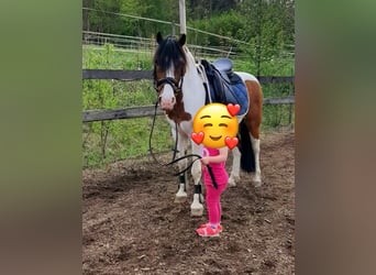 Altri pony/cavalli di piccola taglia, Castrone, 19 Anni, 130 cm, Pezzato