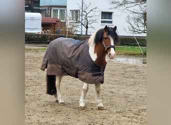 Altri pony/cavalli di piccola taglia, Castrone, 19 Anni, 130 cm, Pezzato