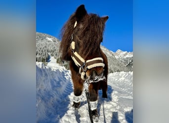 Altri pony/cavalli di piccola taglia, Castrone, 19 Anni, 89 cm, Baio scuro