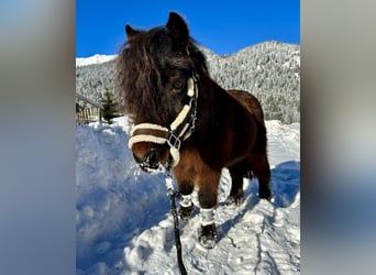 Altri pony/cavalli di piccola taglia, Castrone, 19 Anni, 89 cm, Baio scuro