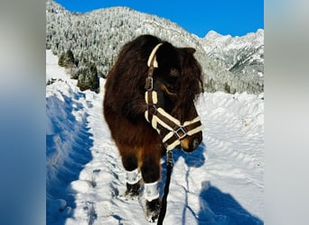 Altri pony/cavalli di piccola taglia, Castrone, 19 Anni, 89 cm, Baio scuro