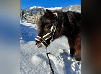 Altri pony/cavalli di piccola taglia, Castrone, 19 Anni, 89 cm, Baio scuro