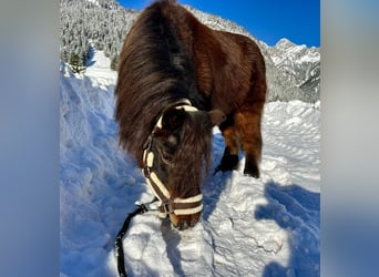 Altri pony/cavalli di piccola taglia, Castrone, 19 Anni, 89 cm, Baio scuro