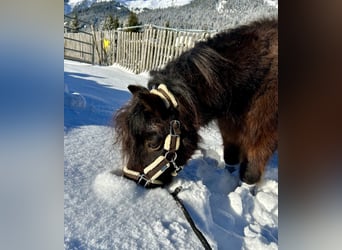 Altri pony/cavalli di piccola taglia, Castrone, 19 Anni, 89 cm, Baio scuro