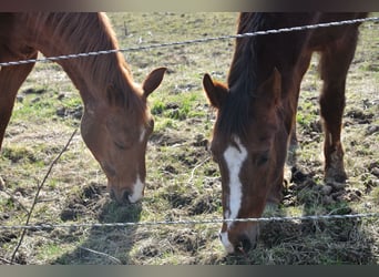 Altri pony/cavalli di piccola taglia, Castrone, 25 Anni, 146 cm, Sauro