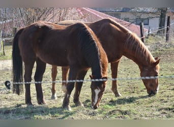 Altri pony/cavalli di piccola taglia, Castrone, 25 Anni, 146 cm, Sauro