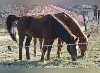 Altri pony/cavalli di piccola taglia, Castrone, 25 Anni, 146 cm, Sauro