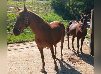 Altri pony/cavalli di piccola taglia, Castrone, 25 Anni, 146 cm, Sauro