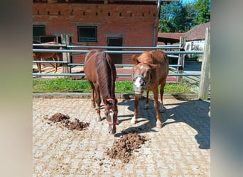 Altri pony/cavalli di piccola taglia, Castrone, 25 Anni, 146 cm, Sauro