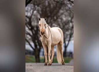 Altri pony/cavalli di piccola taglia, Castrone, 3 Anni, 112 cm, Palomino