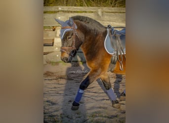 Altri pony/cavalli di piccola taglia, Castrone, 3 Anni, 120 cm, Baio scuro