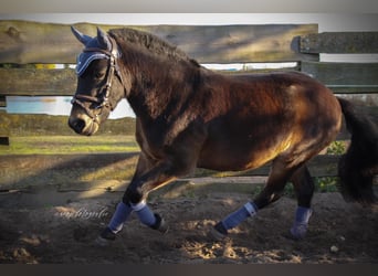 Altri pony/cavalli di piccola taglia, Castrone, 3 Anni, 120 cm, Baio scuro