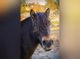 Altri pony/cavalli di piccola taglia, Castrone, 3 Anni, 120 cm, Baio scuro