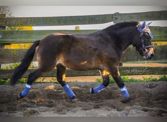 Altri pony/cavalli di piccola taglia, Castrone, 3 Anni, 120 cm, Baio scuro