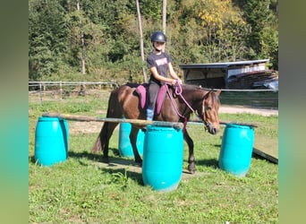 Altri pony/cavalli di piccola taglia, Castrone, 3 Anni, 135 cm, Baio