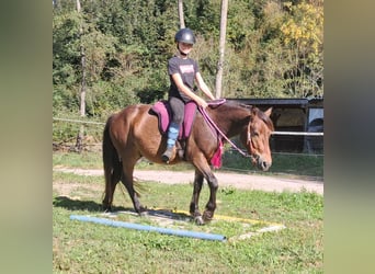 Altri pony/cavalli di piccola taglia, Castrone, 3 Anni, 135 cm, Baio