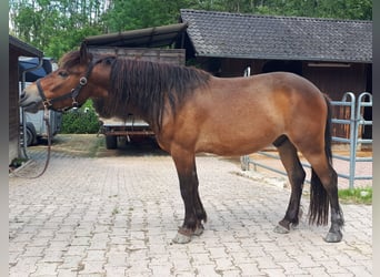 Altri pony/cavalli di piccola taglia, Castrone, 3 Anni, 135 cm, Baio