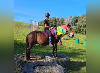 Altri pony/cavalli di piccola taglia, Castrone, 3 Anni, 135 cm, Baio