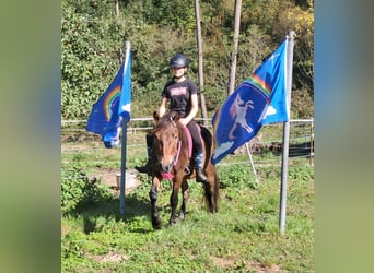 Altri pony/cavalli di piccola taglia, Castrone, 3 Anni, 135 cm, Baio