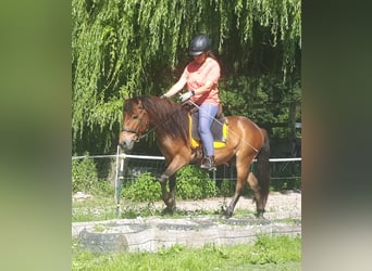 Altri pony/cavalli di piccola taglia, Castrone, 3 Anni, 135 cm, Baio